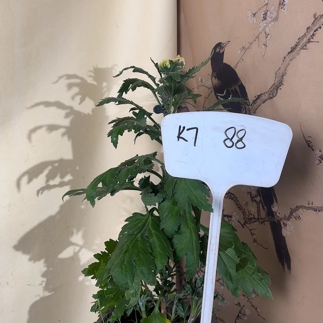 全部花朵K77777蜀国夫人