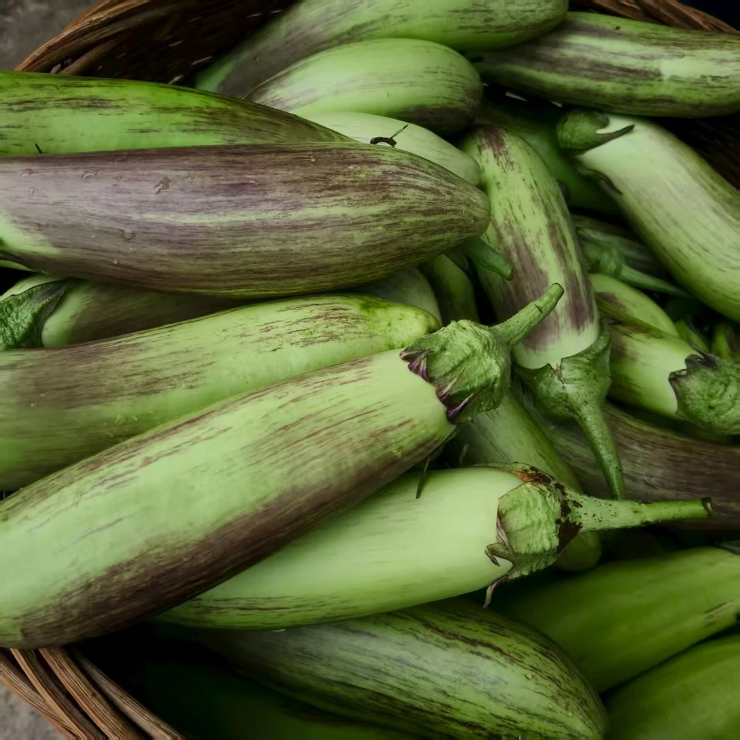 土茄子 高山露天老乡农家土茄子净重4.5斤 顺丰包邮