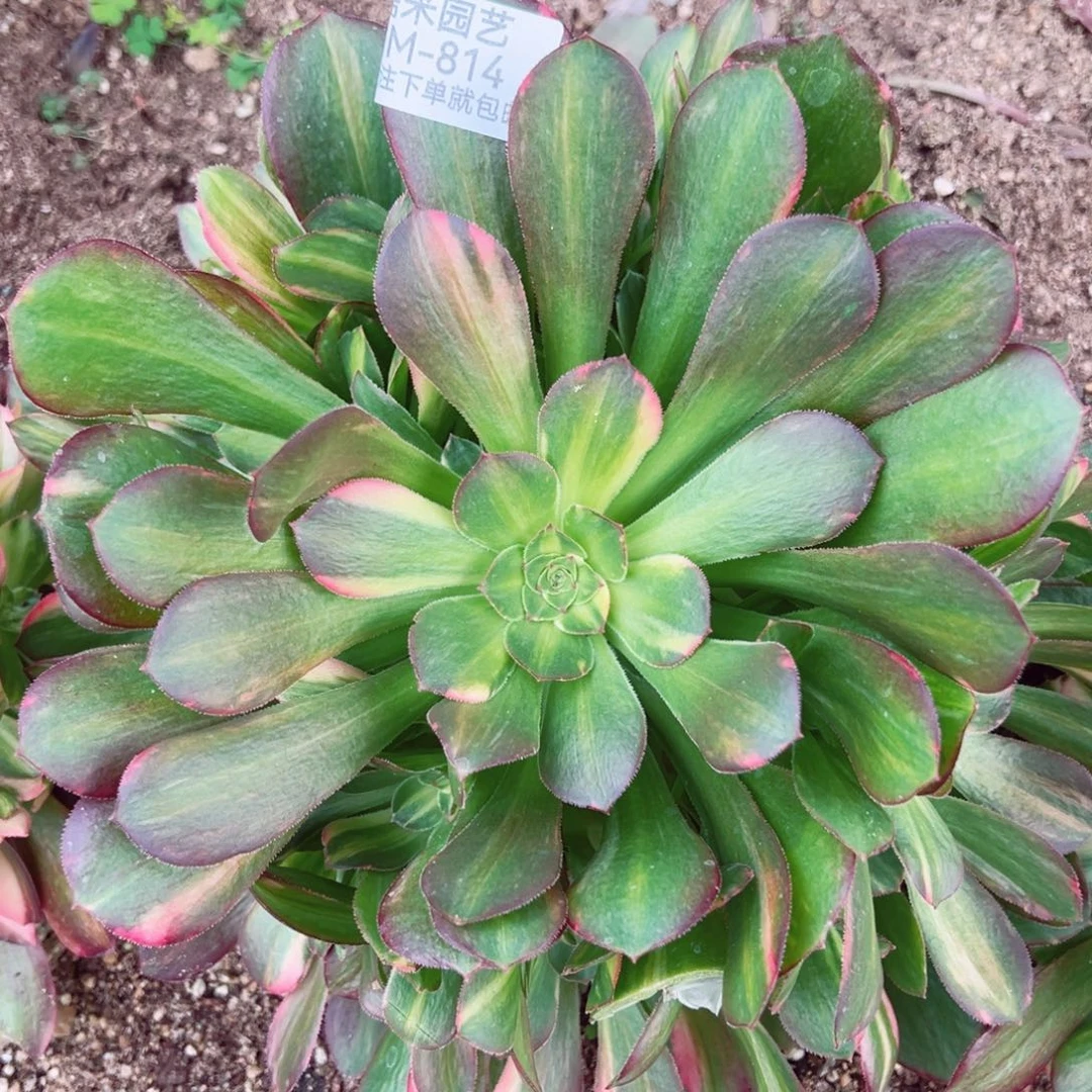 流星雨大手捧多肉植物814