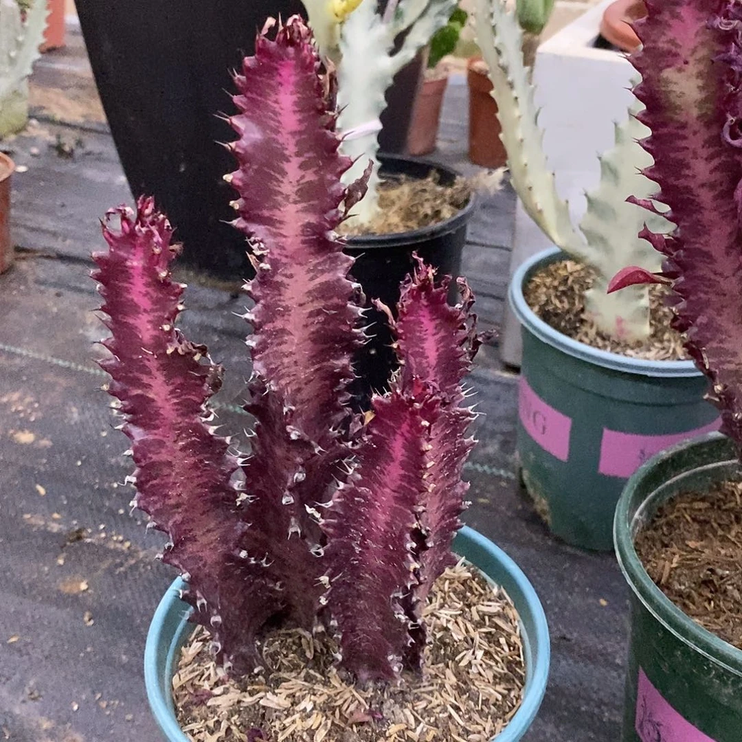 大红龙骨一物一拍