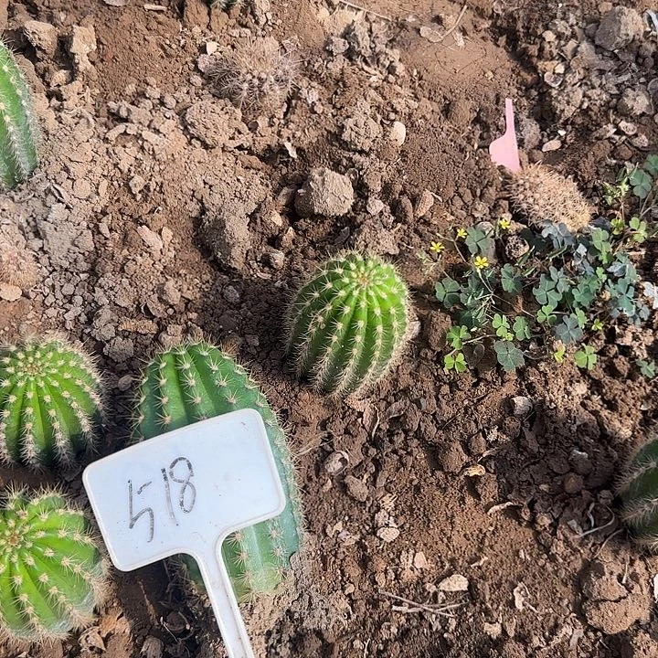 夏***忆518号毛花柱飞碟25的