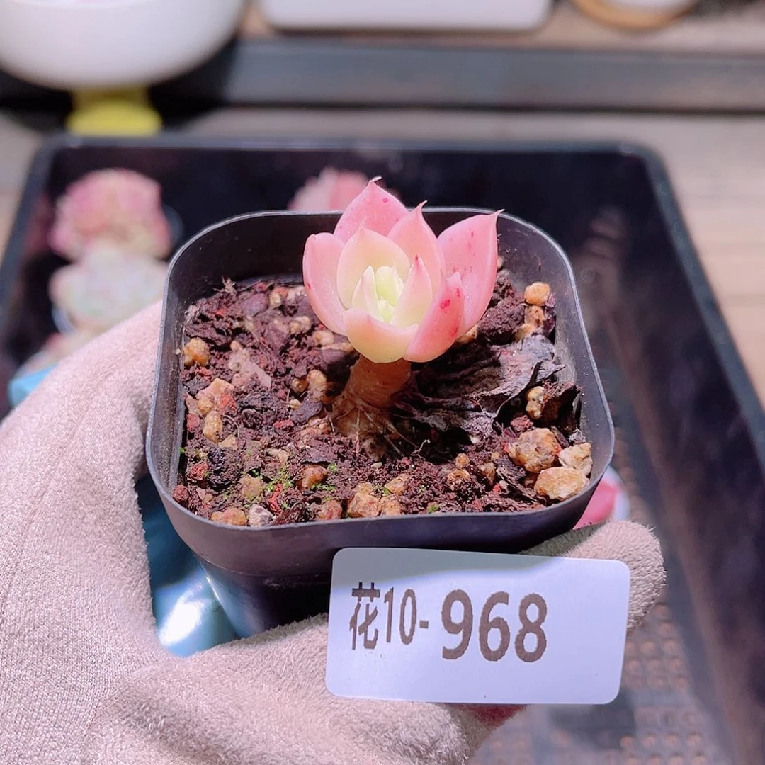 花利美10-968丝绸面纱