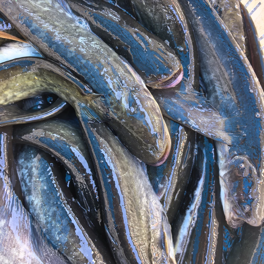 （申通冷冻发货）野生鲶鱼4斤（去内脏3斤）