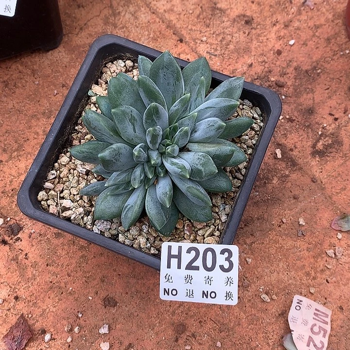 重楼缀 非偏远38包邮节后发货