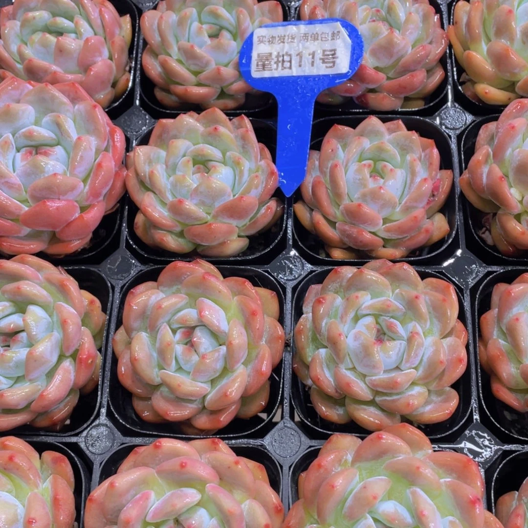 量拍11号 老桩韩橙精品单头两颗