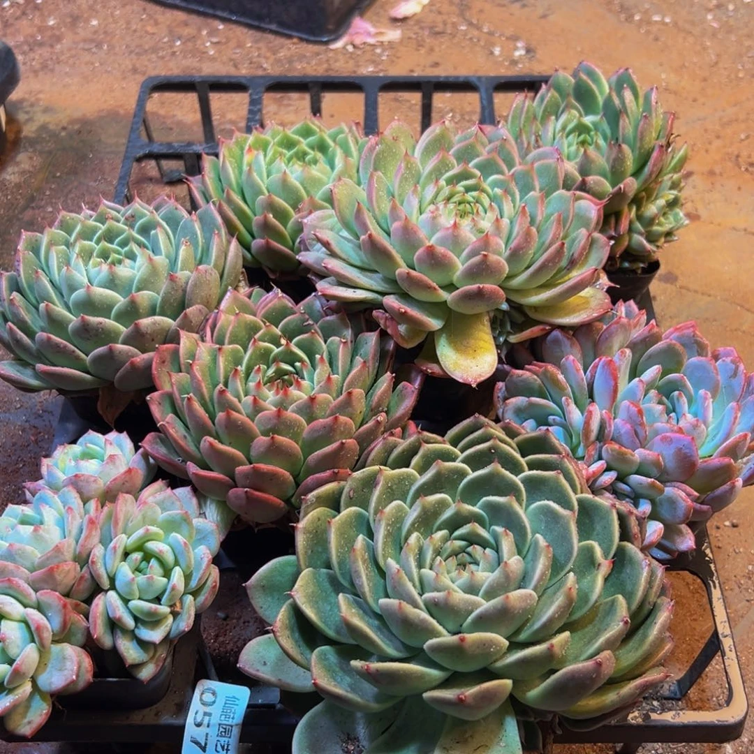 057大热的小伙伴们快来