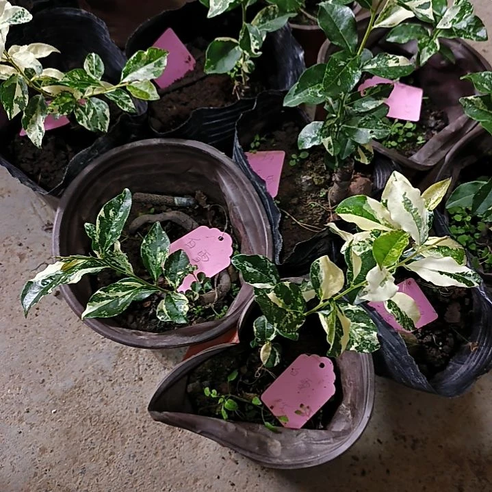 无花朵白雪金弹子嫁接小滴