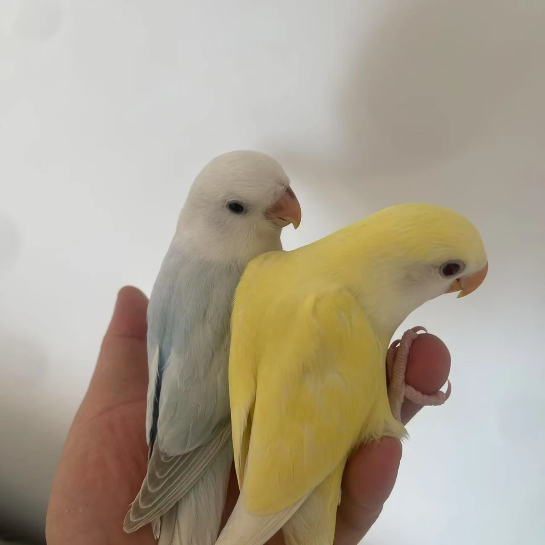 鹦鹉活体牡丹鹦鹉幼鸟宠物鸟