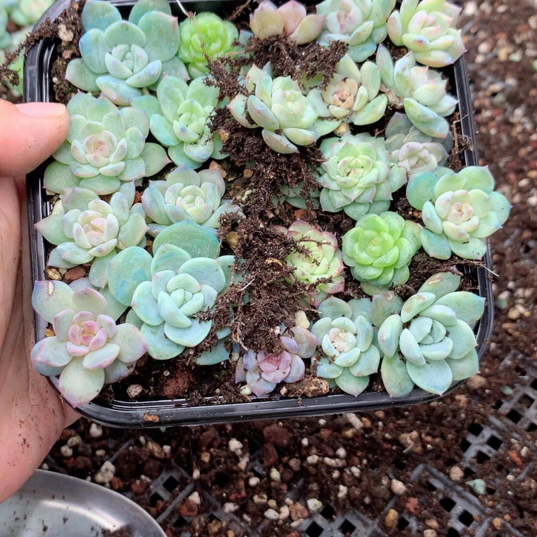 兔***朵无花朵Z129英语英语