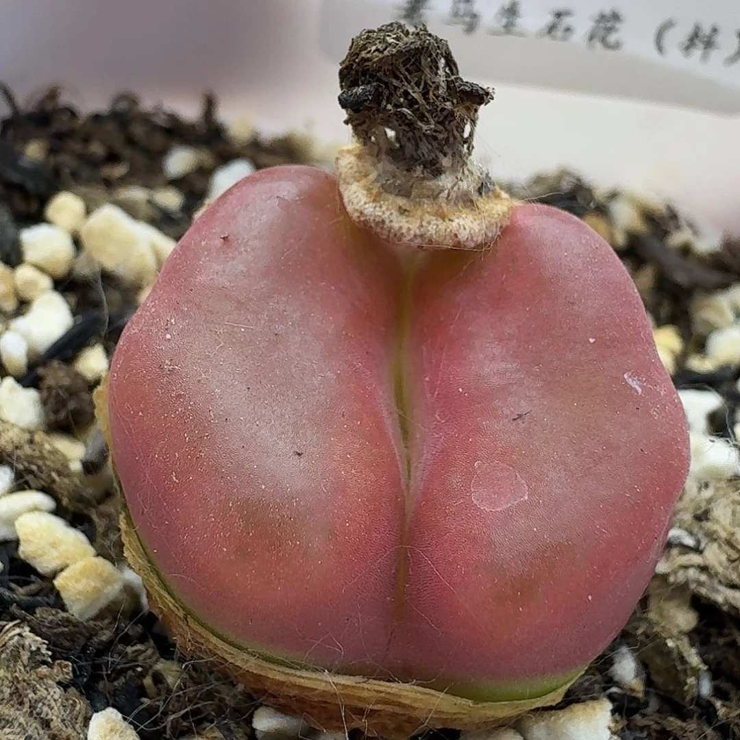 老马生石花毛1110