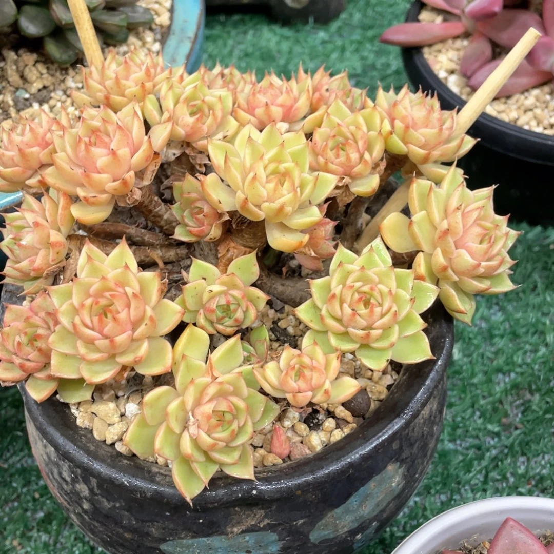 一物一拍28包邮非偏远