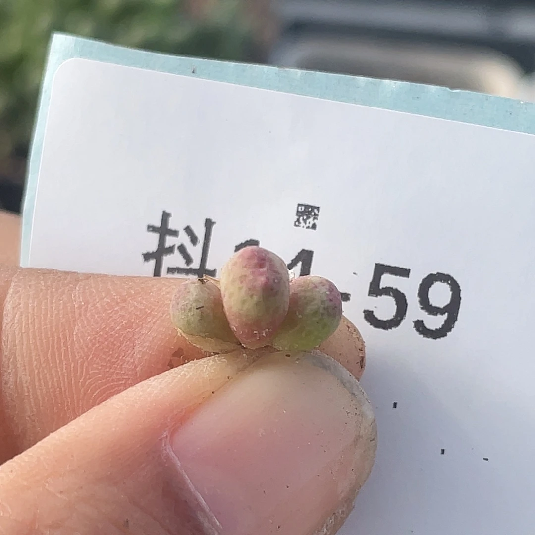 14-59草莓苗多肉植物