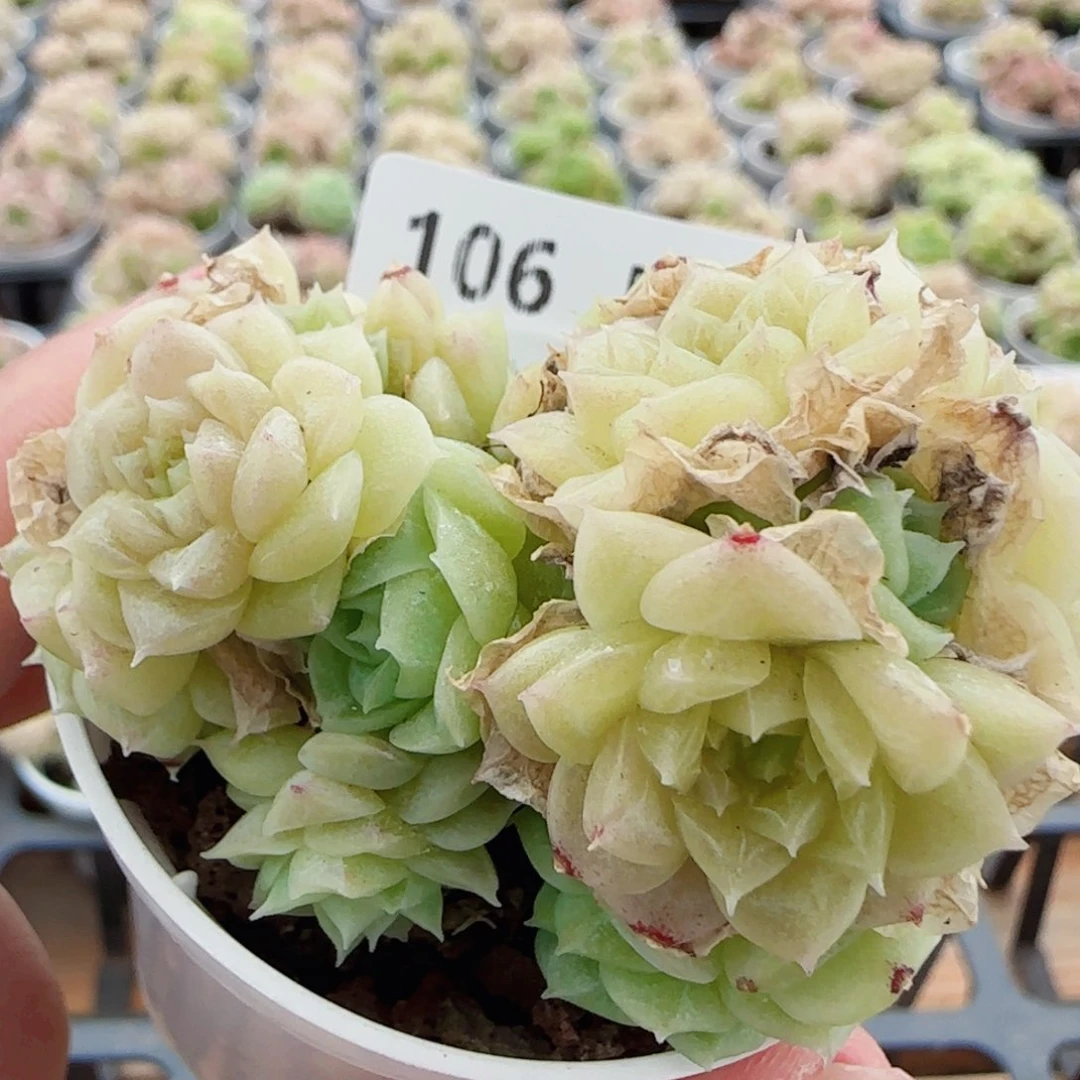 花语逸镜0513-106散