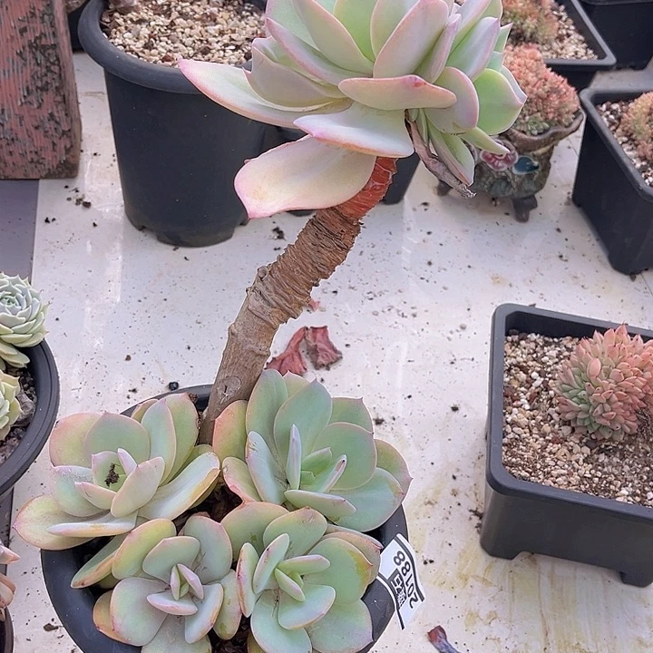 白凤20188多肉植物