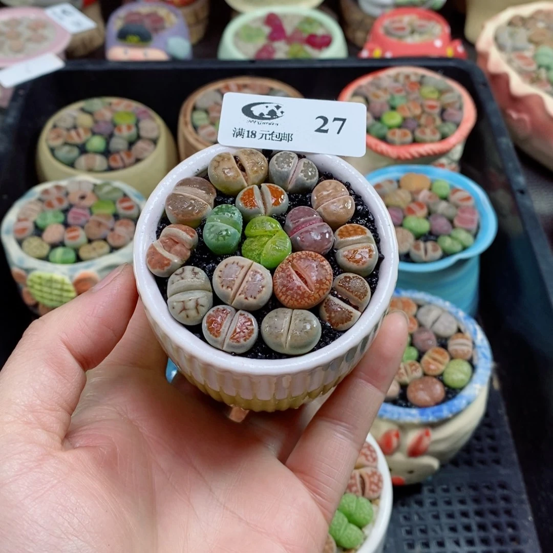 精品生石花拼盆27