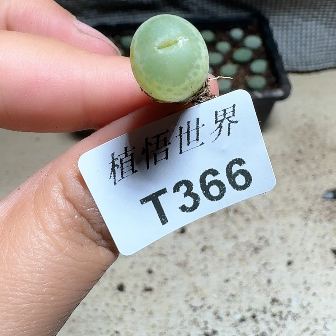 366号多肉植物哇cv
