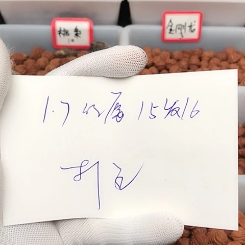 桃核吊坠大****0龙纹桃核的搭配