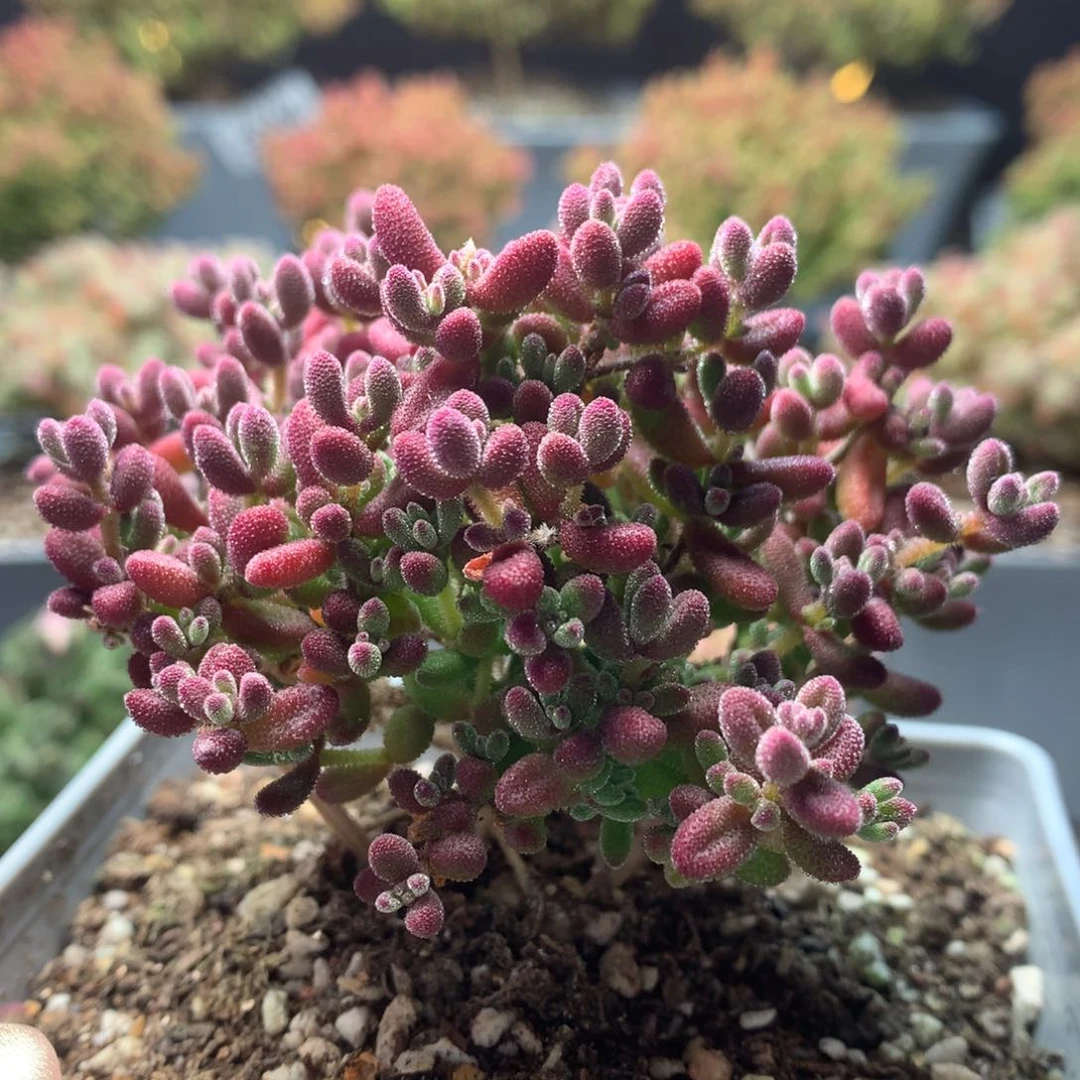 c007红宝石枝干番杏