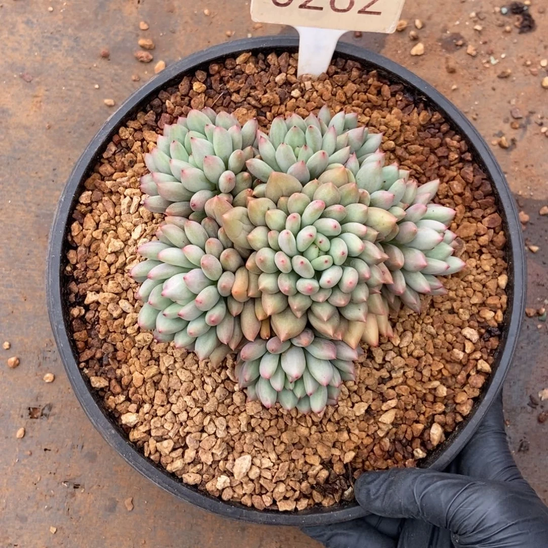 彭***喽岩字。       0282号。