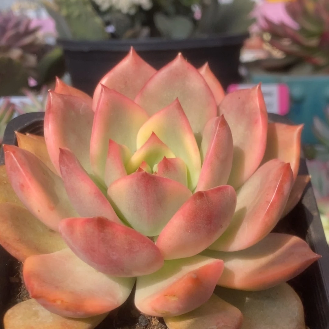 656卡玫拉锦锦锦锦锦