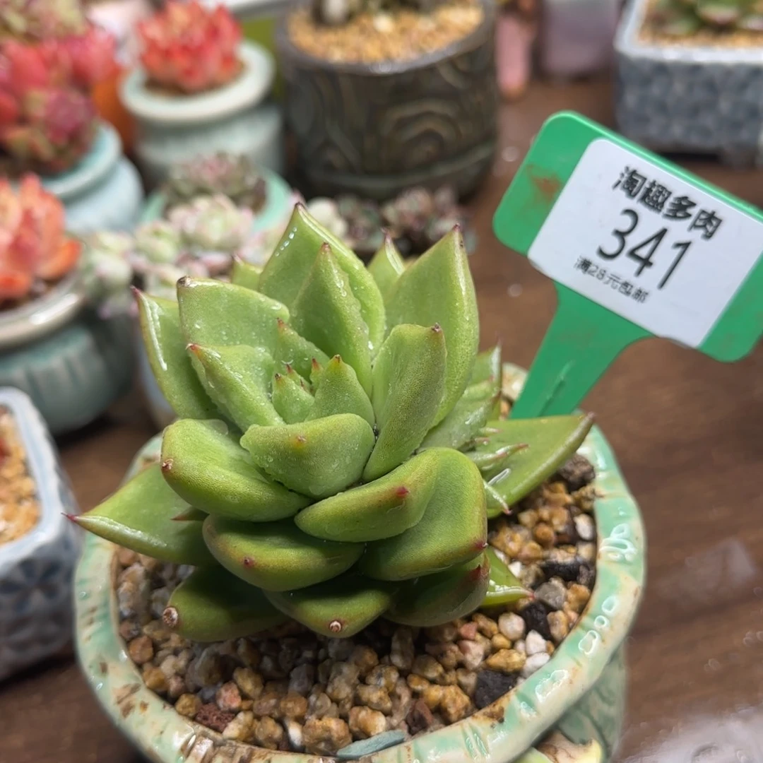 喵多肉植物绿包子一枚