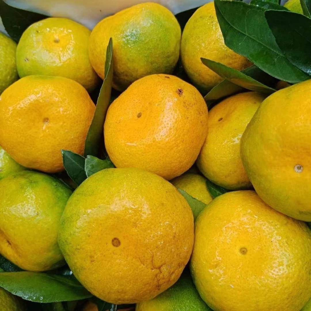 现摘新鲜多汁橘子应季水果香甜可口蜜橘