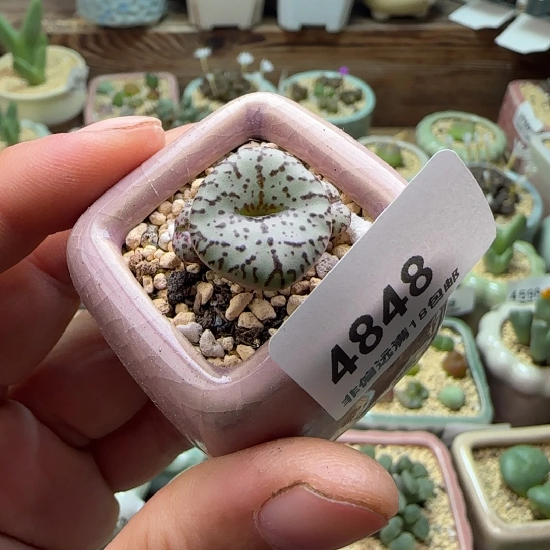 4848-一物一拍 带盆 荷叶