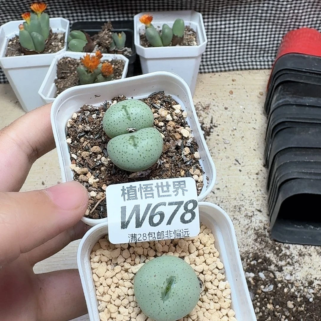 多肉植物的润泽fgbn