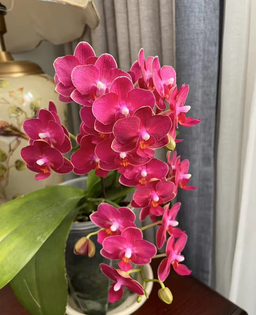 【甜心公主】蝴蝶兰3.0杯双花剑花色绝美带香味 浓香型