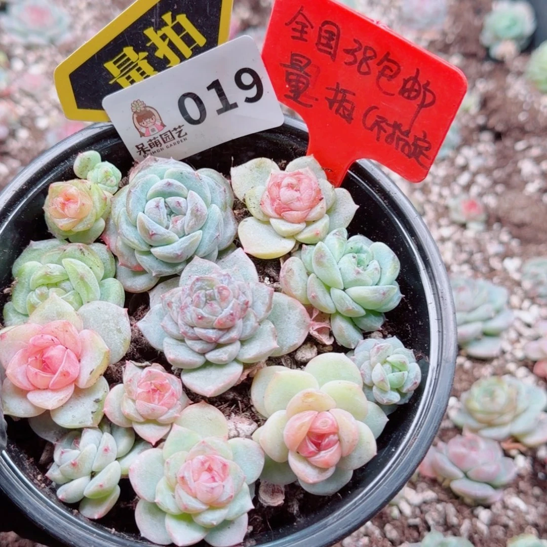 多肉植物多肉植物