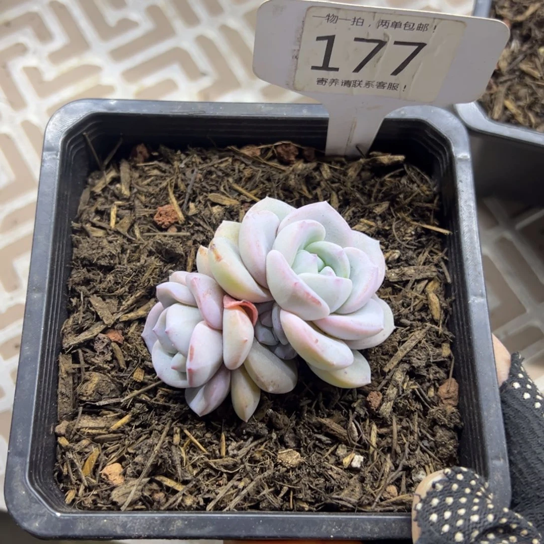 红陶有***运177号多肉植物