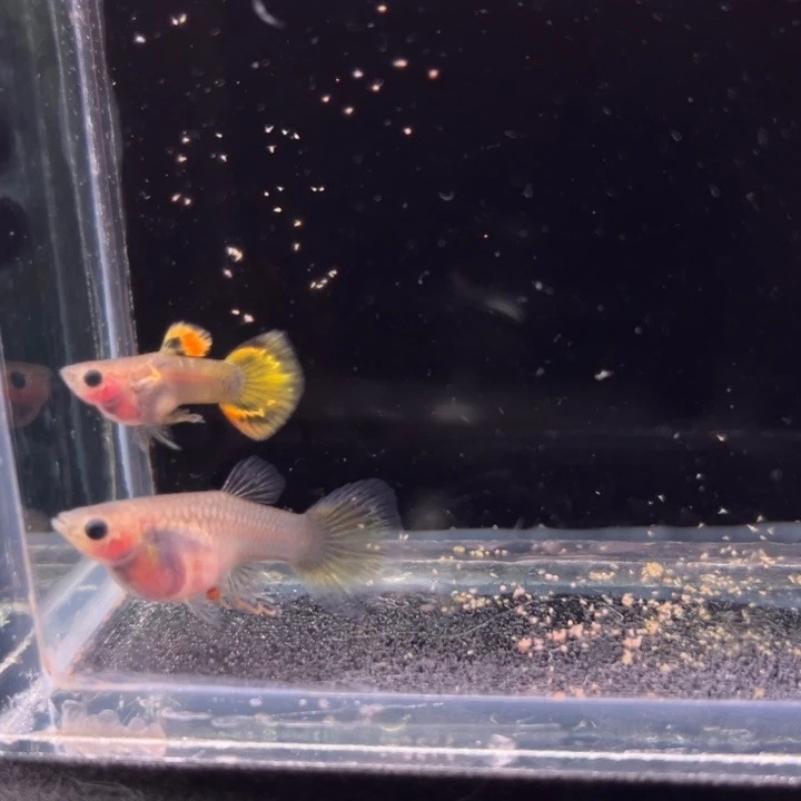 孔雀鱼金葵花玻璃猫球1对