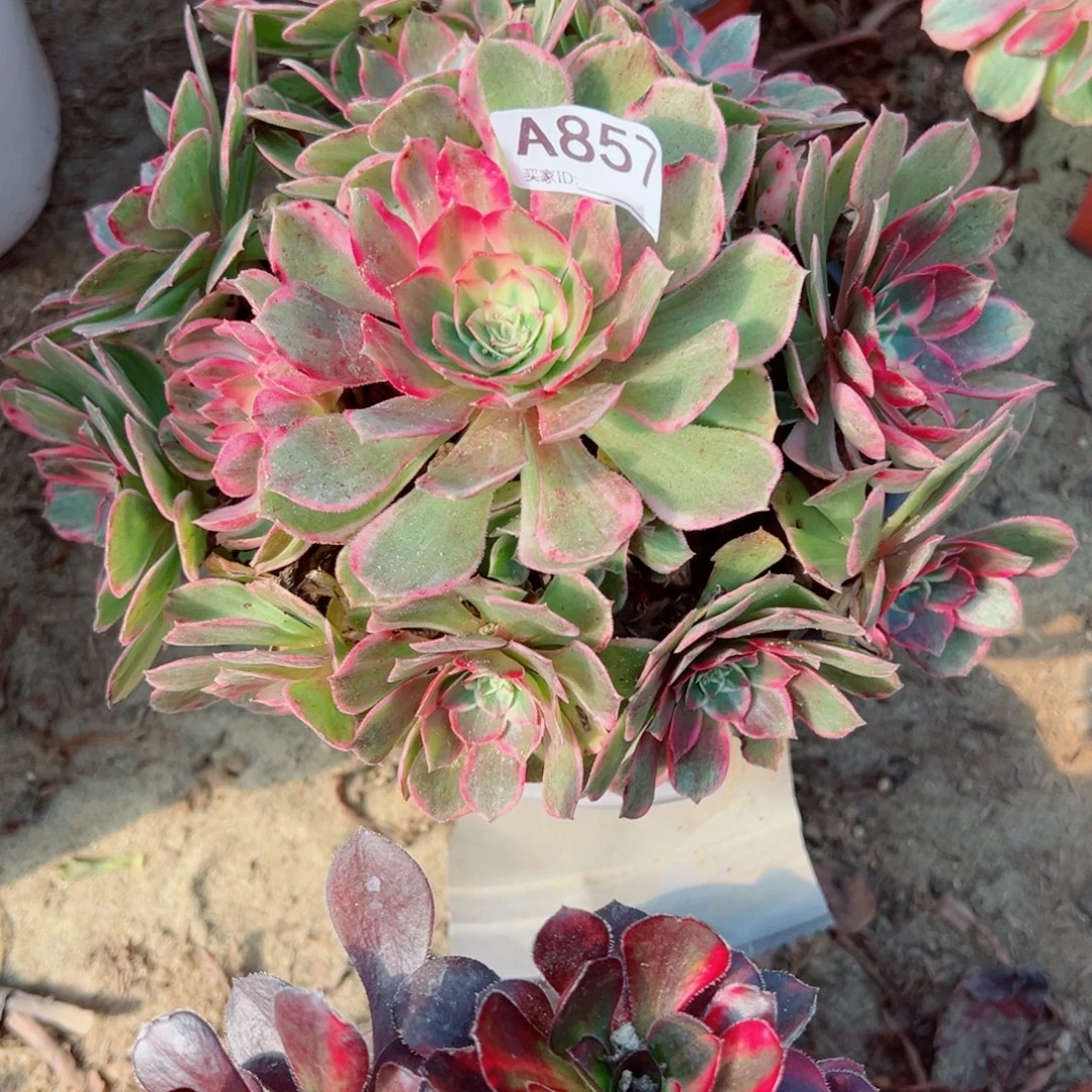 857孔雀翎多肉植物法师