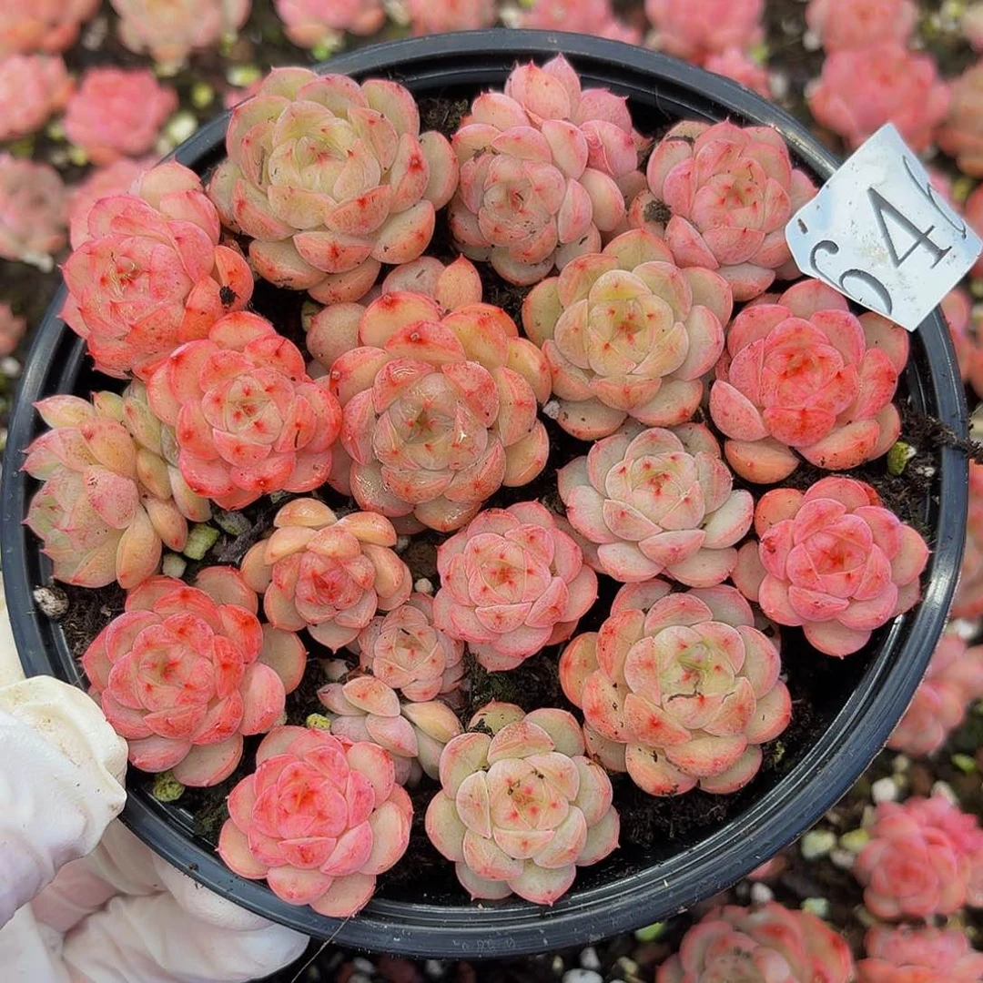 多肉植物多肉植物646