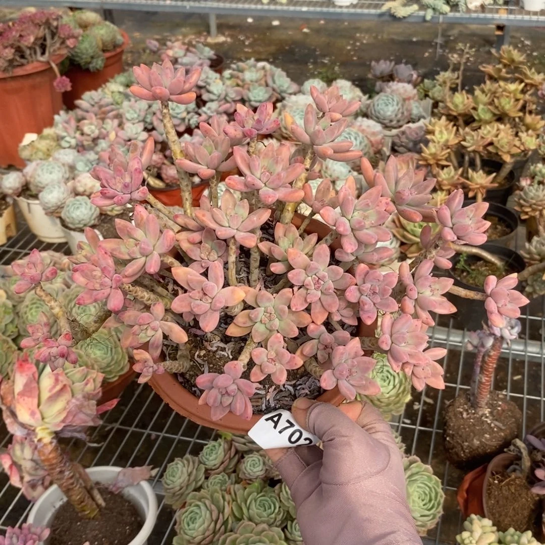 702秋丽老桩一物一拍