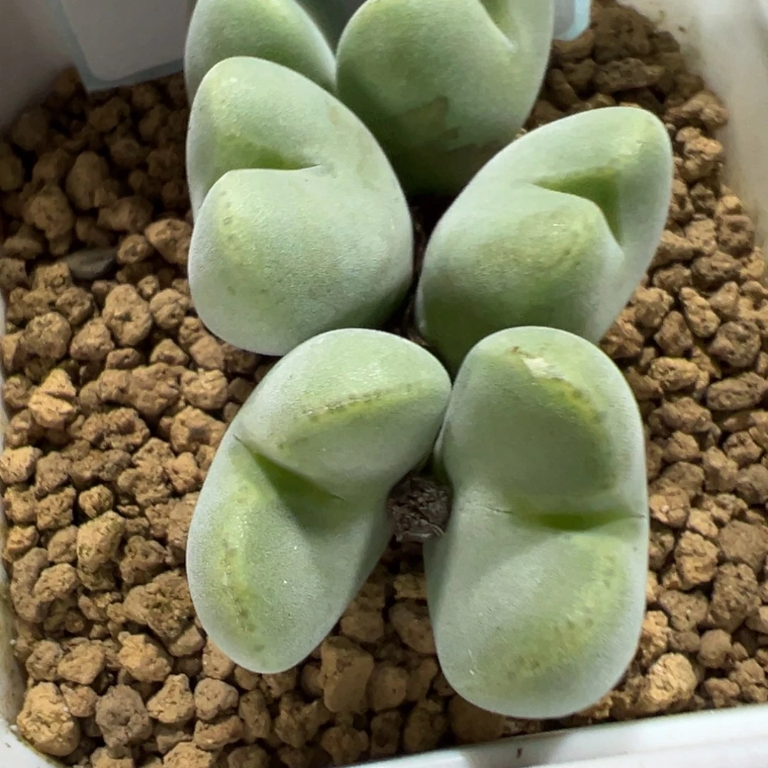 叶***宝12-148肉锥多肉植物