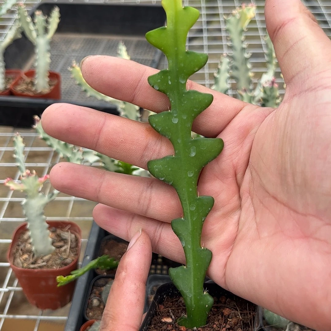 鱼骨昙花单头发货单头