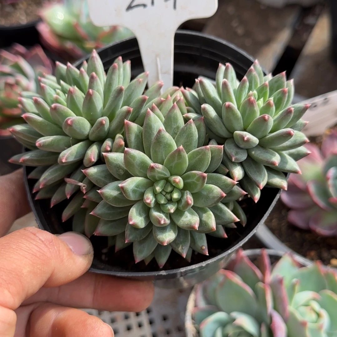 炫彩星一物一拍包装收缩花旱
