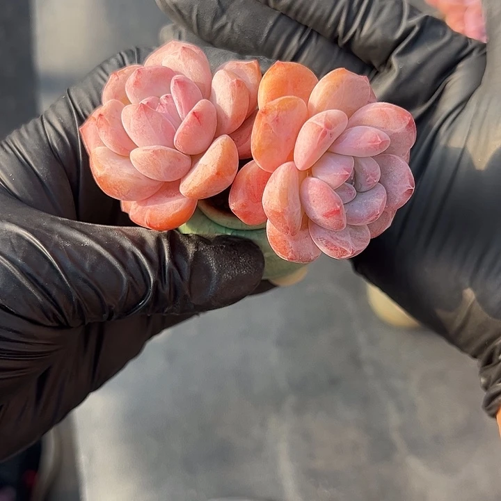 双头紫梦露带盆发的时候