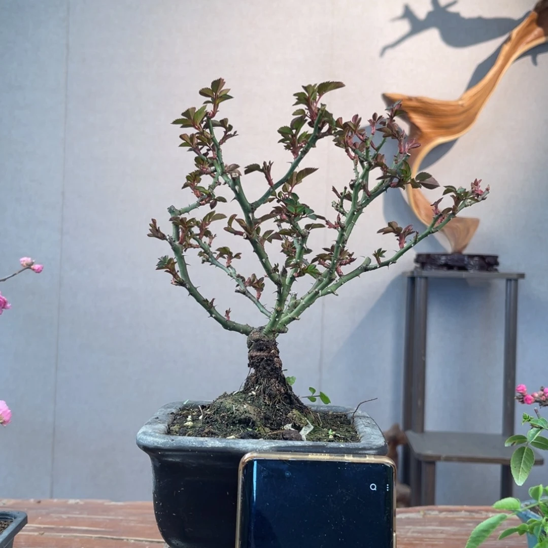 贼月季盆景11111铁*