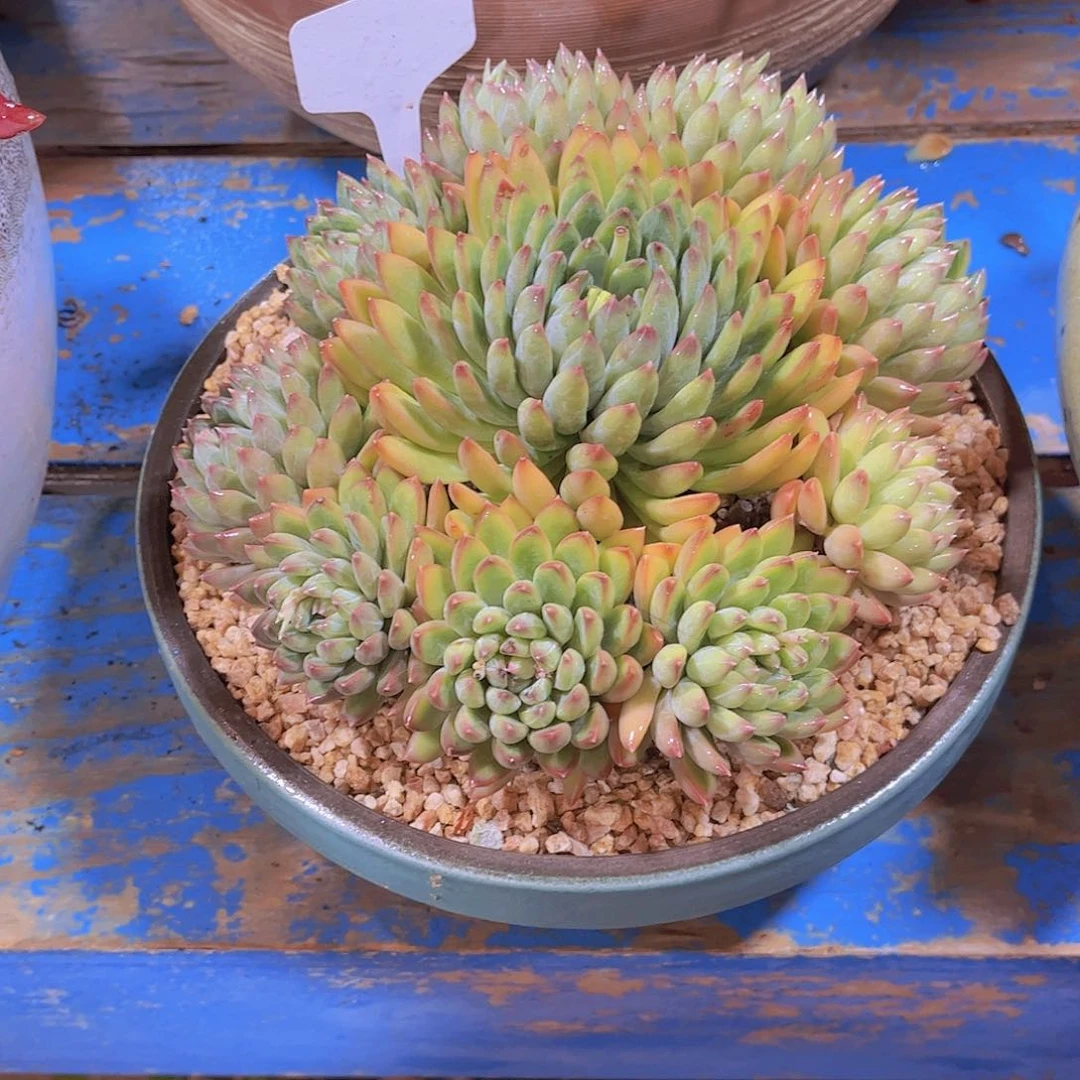 东***北多肉植物保护