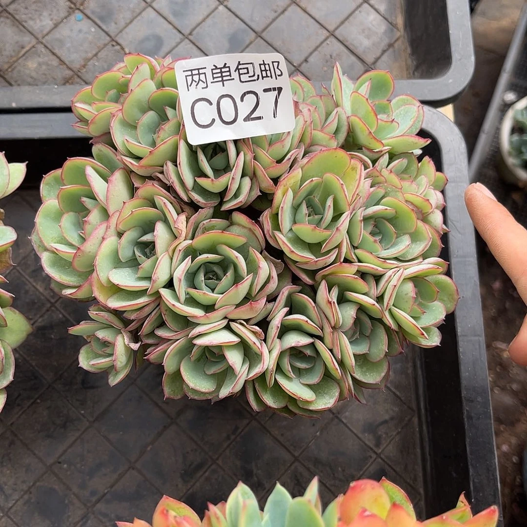 哈哈哈哈哈哈哈哈C027