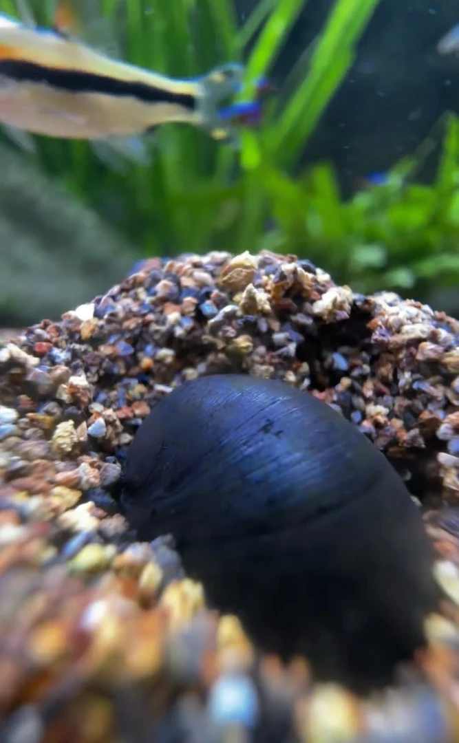 黑金刚观赏螺除高效藻螺耐活吃鱼缸淡水活体可混养