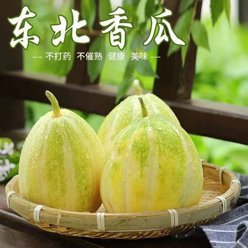 正宗东北本地新开园金飞香瓜白糖罐甜脆新鲜发货顺丰包邮