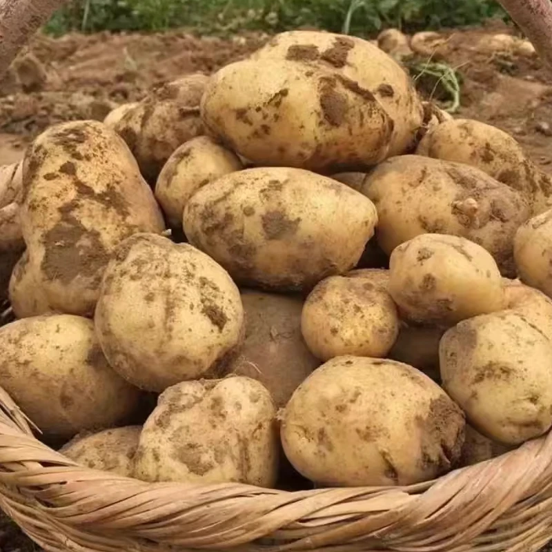 【喽喽代收】土豆马铃薯贵州农村山货初级农产品包邮