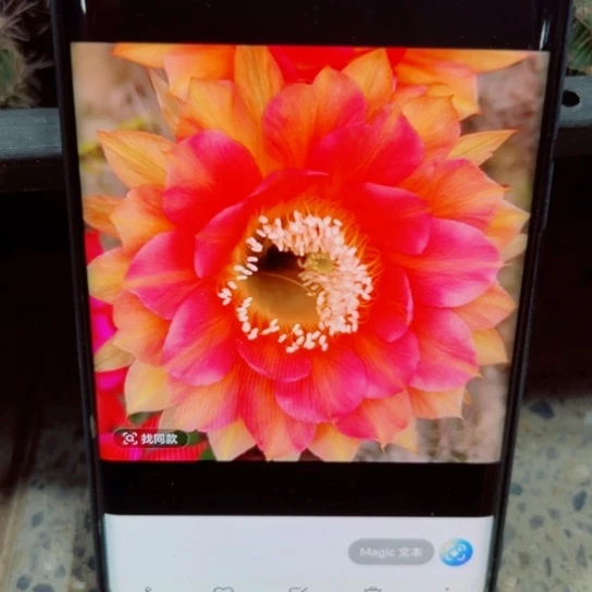 下25彩草路易斯歪无根侧芽4公分左右20包邮