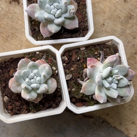 3棵可爱阿金尼～一物一拍8453