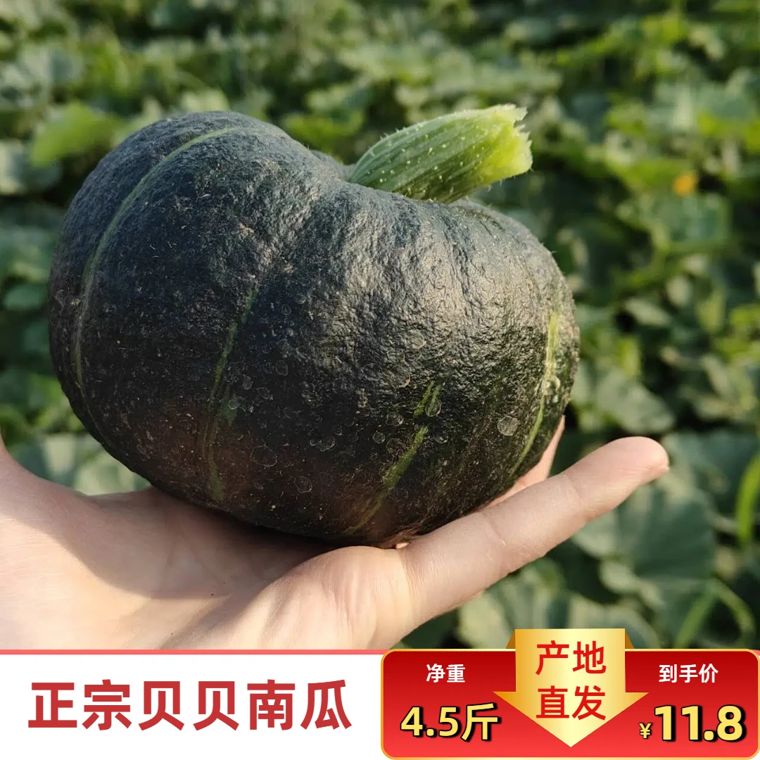 贝贝南瓜粉糯香甜板栗味（旱地露天种植，好吃但卖相不好，介意勿拍）
