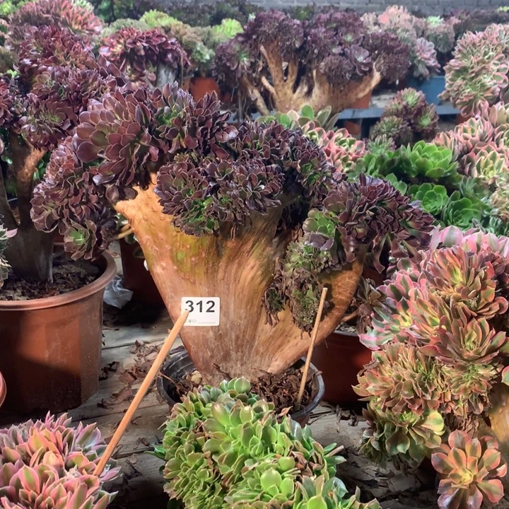 312欧紫缀多肉法师