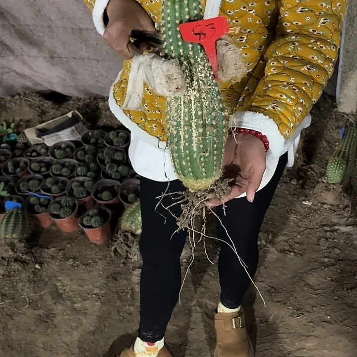 飞碟有斑介意勿拍83